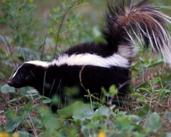 skunks skunks