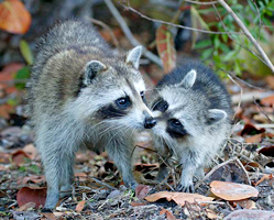 raccoons raccoons