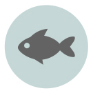 fish fish
