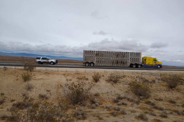 RCTF Livestock Enforcement pic
